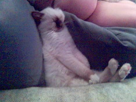 Hellig Birma DK Silky Sox Lupo R.I.P - GODNAT billede 5