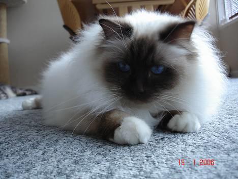 Hellig Birma DK Silky Sox Lupo R.I.P - Har du noget guf til mig ? billede 7