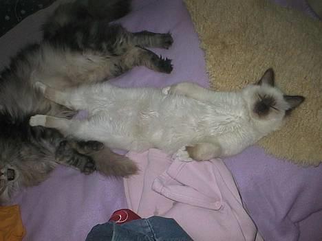 Hellig Birma DK Silky Sox Lupo R.I.P - Yndlingssovestillingen... billede 8