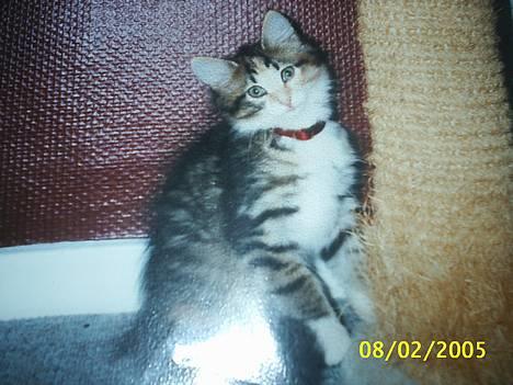 Norsk Skovkat My Joys Alberte - hi hi det er lille mig billede 1