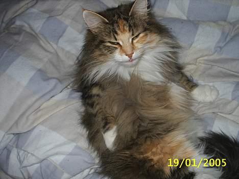 Norsk Skovkat My Joys Alberte - jubiiiii vi skal sove i mor´s seng elsker det for vildt ss billede 4