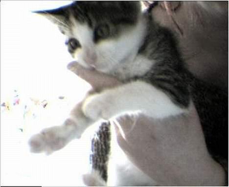 Blanding af racer Trunte - har fået nyt hjem jubii billede 1