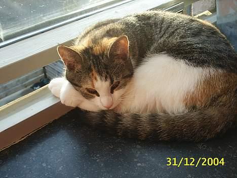 Blanding af racer Trunte - her sover jeg godt s billede 3