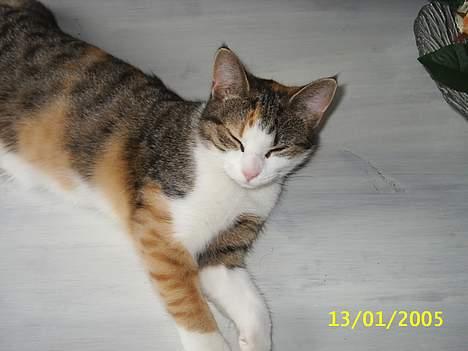 Blanding af racer Trunte - UPS jeg ligger på mor´s bord hi hi  billede 5