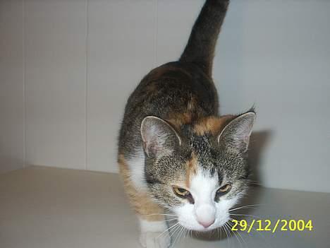 Blanding af racer Trunte - jeg kommer nuuuu billede 7