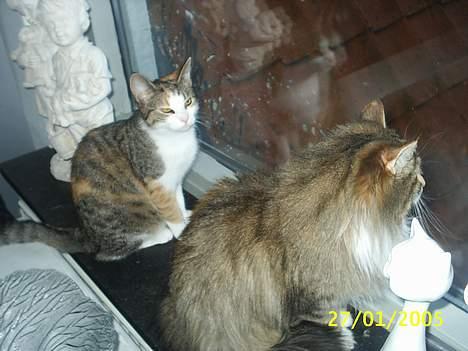 Blanding af racer Trunte - hey det er mig og balle billede 8