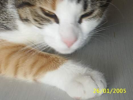 Blanding af racer Trunte - hi hi jeg kan lige være der billede 9