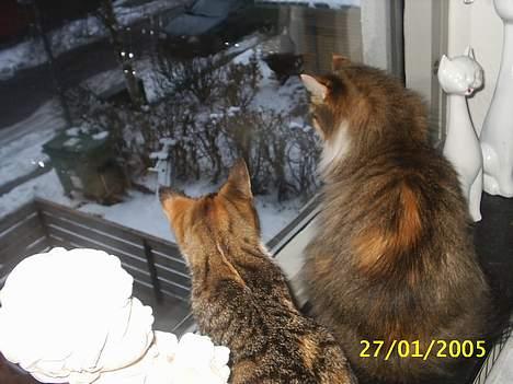 Blanding af racer Trunte - puha det ser koldt ud var balle billede 10