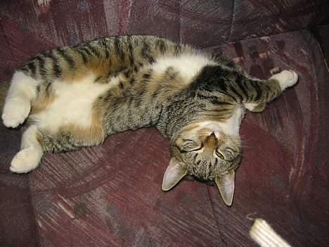 Blanding af racer Manta ** DØD** - se mig lige!! Er jeg ikke lækker!  billede 1