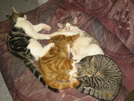 Blanding af racer Manta ** DØD** - nu gider vi ikke mere.. sove er lige hvad vi kan! billede 2