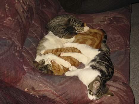 Blanding af racer Manta ** DØD** - Kom vi lægger os igen!! billede 3