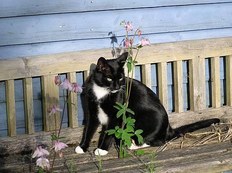 Blanding af racer Mix - Mix på den gamle kirkebænk billede 1