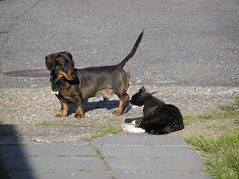 Blanding af racer Mix - Mix og naboens gravhund billede 2