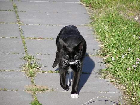 Blanding af racer Mix - "Panteren" dasker afsted billede 3