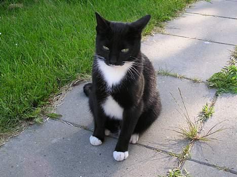 Blanding af racer Mix - Pyh  det er varmt - godt med lidt skygge ind imellem billede 4