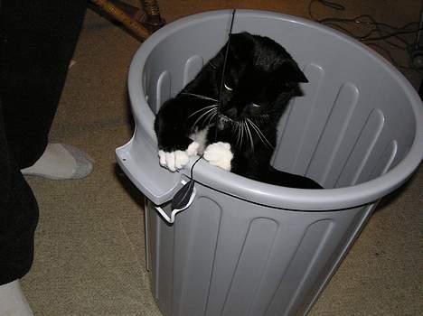 Blanding af racer Mix - Det er altid sjovt at kravle rundt i kasser og tønder billede 5