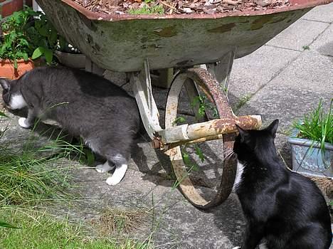 Blanding af racer Mix - Mix og den nye hunkat Bine på tur billede 6