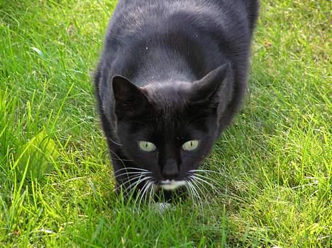 Blanding af racer Mix - hov - hvad er det??? billede 7