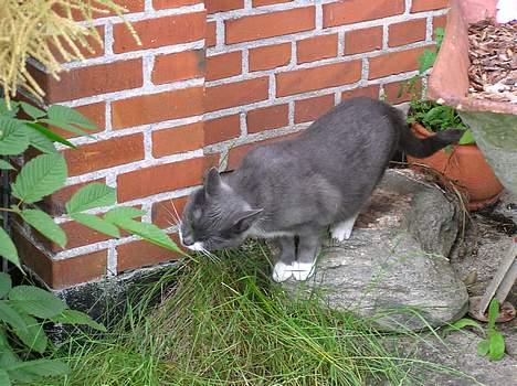 Blanding af racer Mix - Naturelskeren Bine billede 8