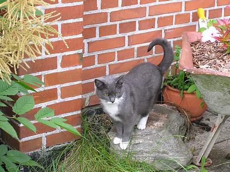 Blanding af racer Mix - Hvor skal jeg nu gå hen? billede 9