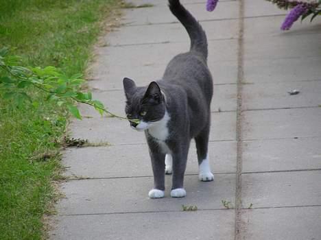 Blanding af racer Mix - Bine elsker at dufte til blomsterne - en rigtig lille dame billede 10