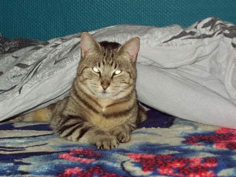 Blanding af racer Tiger - der er ikke noget beder end en varm dyne billede 1