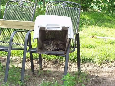 Blanding af racer Tiger - det her er var mit slappe af rum sidste sommer billede 2