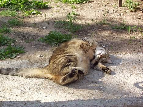 Blanding af racer Tiger - elsker at rulle mig uha man bliver så dejlig beskidt billede 3