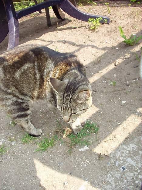 Blanding af racer Tiger billede 4