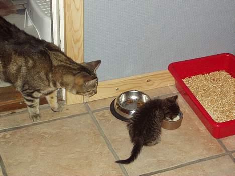 Blanding af racer Tiger - HMMMMM hvad er du dog for en.???? billede 5