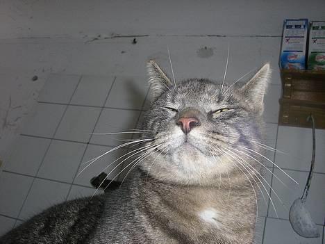 Blanding af racer Max - Jeg er så glad i dag! billede 7