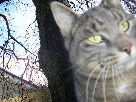 Blanding af racer Max - HejZa.. billede 8