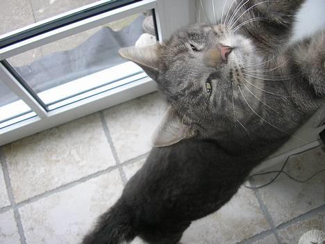 Blanding af racer Max - Det var godt at få sovet.. billede 9