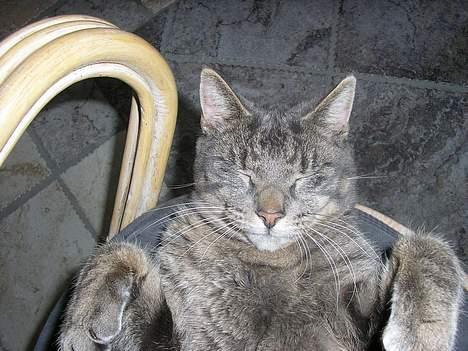 Blanding af racer Max - bare træt billede 10