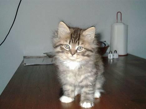 Blanding af racer GISMO - 10 uger gl. billede 1