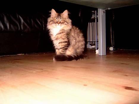 Blanding af racer GISMO - for koldt billede 2