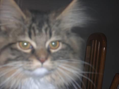 Blanding af racer GISMO - en dejlig kat billede 3