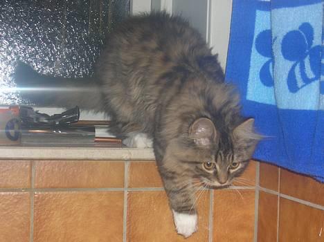 Blanding af racer GISMO billede 4