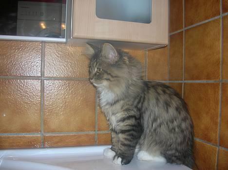 Blanding af racer GISMO billede 5