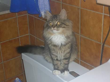 Blanding af racer GISMO billede 6