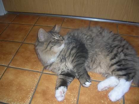 Blanding af racer GISMO - doven billede 7