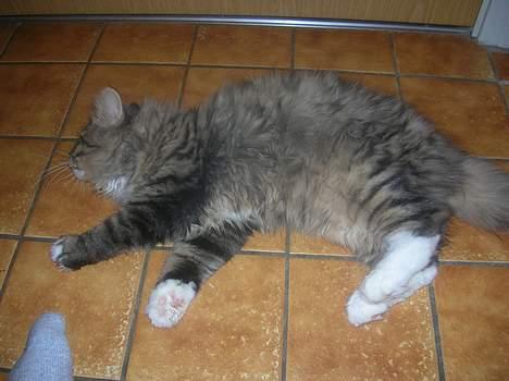 Blanding af racer GISMO - dejligt varmt billede 8