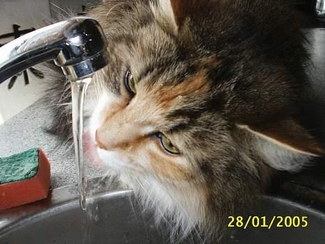 Norsk Skovkat My Joys Alberte - jubii så er der vand til mig  billede 6