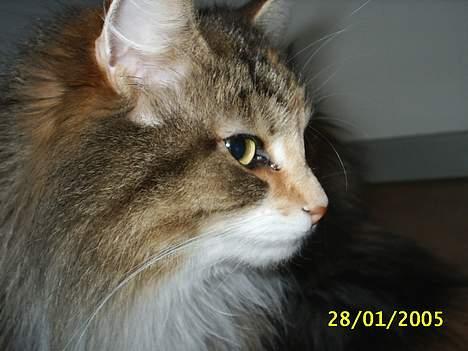 Norsk Skovkat My Joys Alberte - hvor er jeg dog sød billede 10