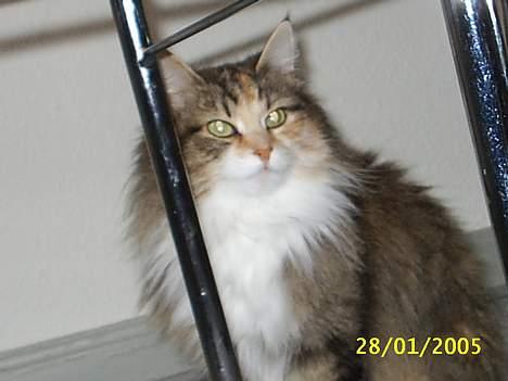 Norsk Skovkat My Joys Alberte - hey jeg er her  billede 2