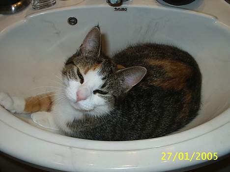 Blanding af racer Trunte - Ja her sover jeg så om natten ss billede 6