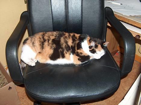 Blanding af racer Slejser - Slejser + stol = godt sovested :D billede 1