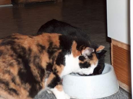 Blanding af racer Slejser - De to katte deler, selvom det er svært noglegange :D billede 2