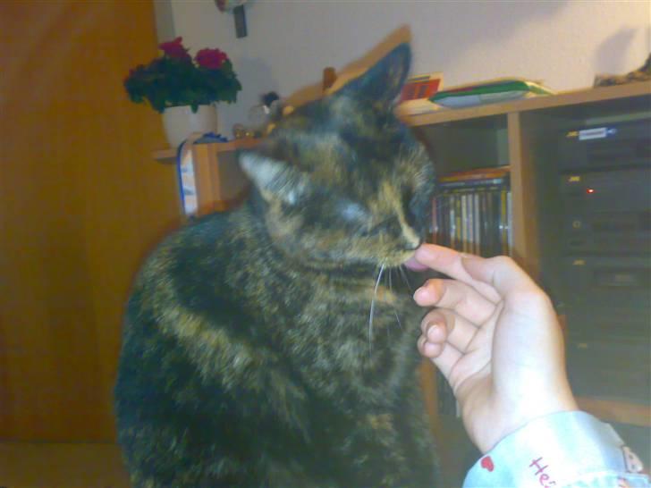 Blanding af racer Kronborgs Kisser - her sidder jeg meget godt billede 6