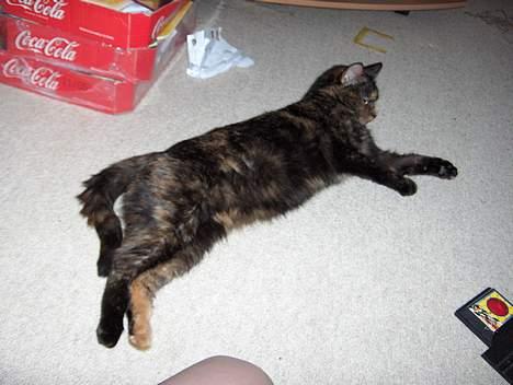 Blanding af racer Kronborgs Kisser - her ligger jeg godt billede 7